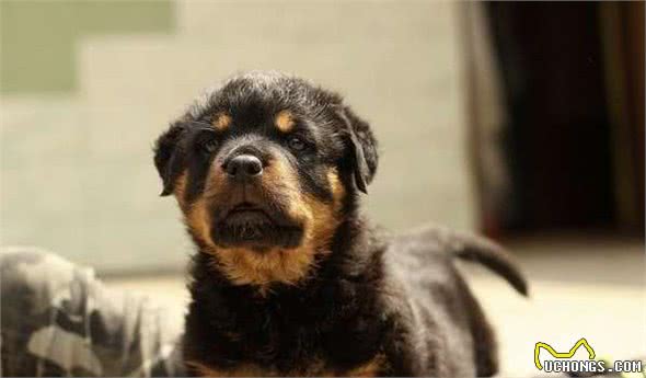 狗狗呕吐的原因及处理办法