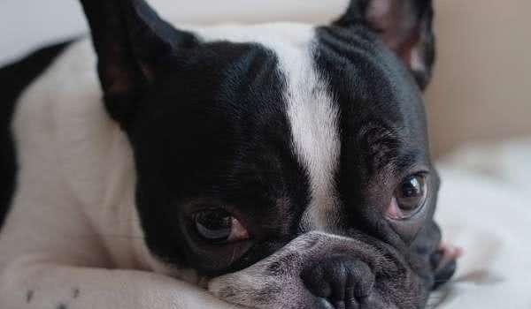 狗狗呕吐的原因及处理办法