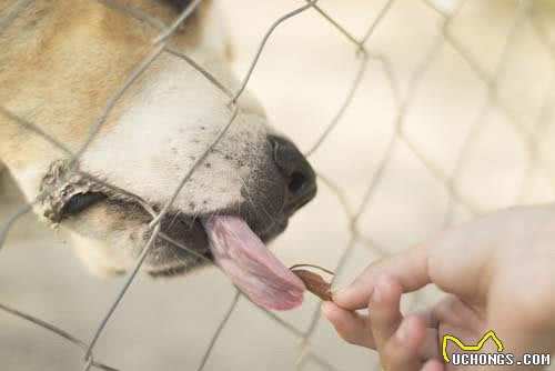 杏仁能成为狗狗的零食吗?狗狗会因为杏仁而中毒吗?怎样吃才对?