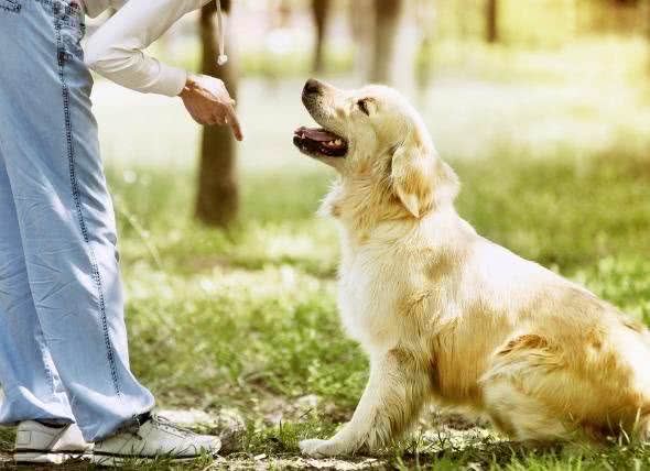 杏仁能成为狗狗的零食吗?狗狗会因为杏仁而中毒吗?怎样吃才对?