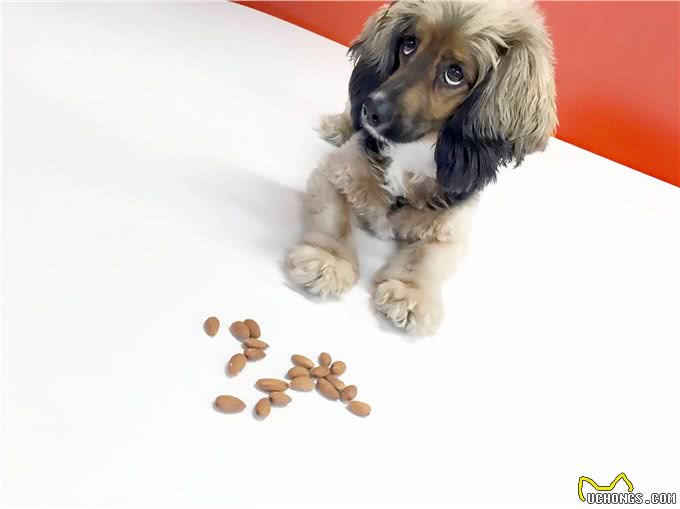 杏仁能成为狗狗的零食吗?狗狗会因为杏仁而中毒吗?怎样吃才对?