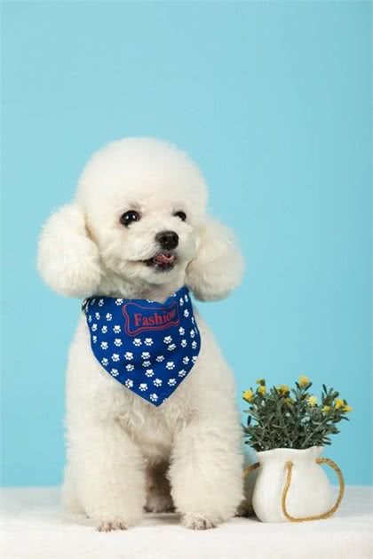 宠物狗系列之贵宾犬