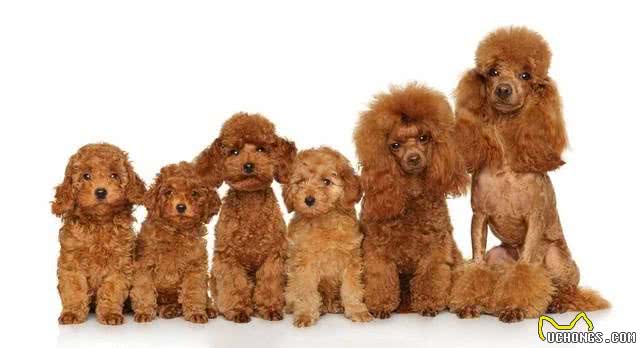 宠物狗系列之贵宾犬