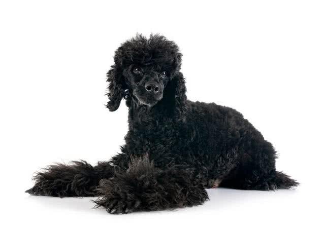 宠物狗系列之贵宾犬