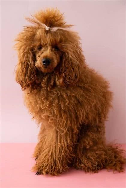 宠物狗系列之贵宾犬