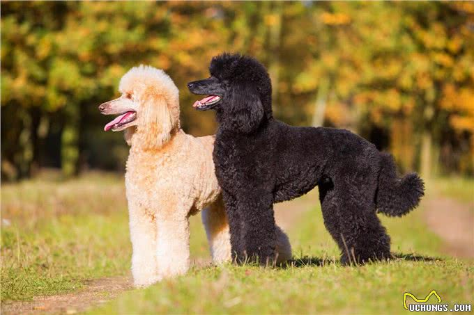 宠物狗系列之贵宾犬