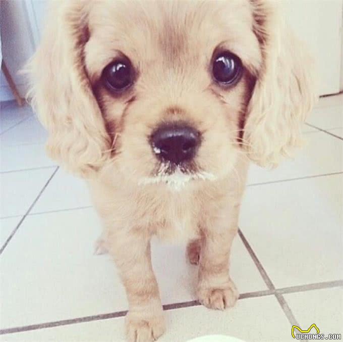 都知道狗狗是不能喝牛奶的，那你知道酸奶该怎么喂吗