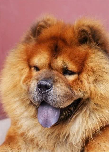 那些你不知道的中国名犬