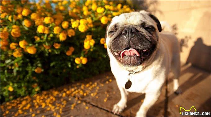 那些你不知道的中国名犬