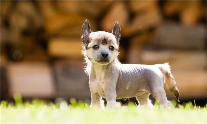 那些你不知道的中国名犬