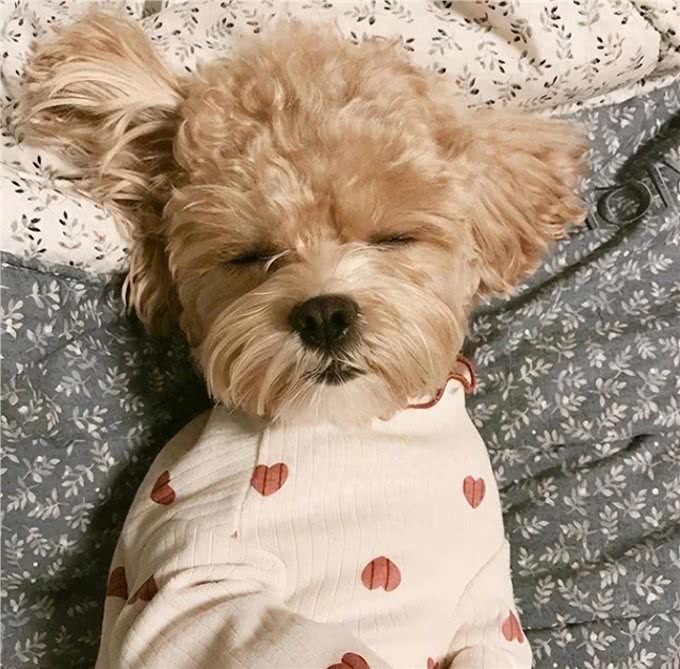 泰迪智商有多高，你了解过吗?