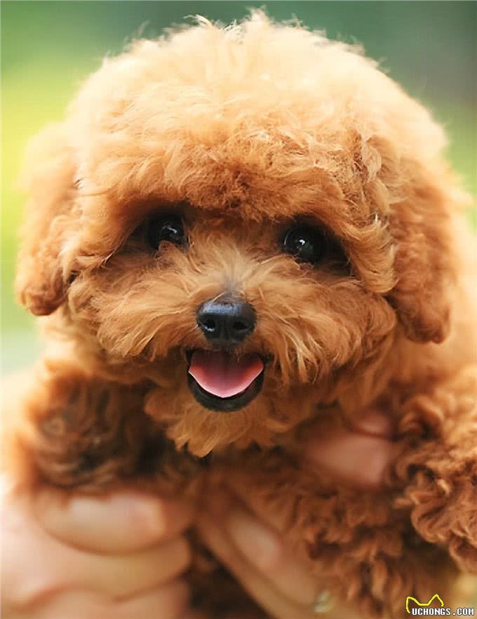 泰迪智商有多高，你了解过吗?