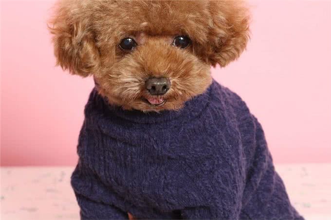 泰迪智商有多高，你了解过吗?