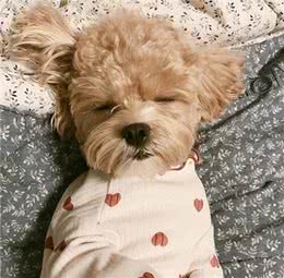 泰迪智商有多高，你了解过吗?