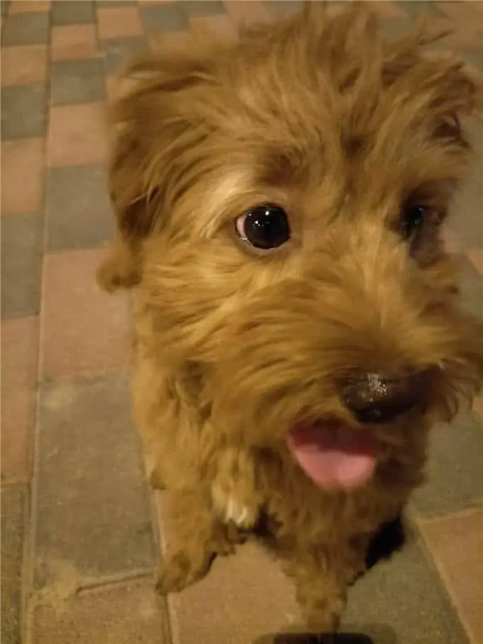 狗狗为什么老流泪，这是怎么回事!铲屎官，你知道吗!