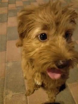 狗狗为什么老流泪，这是怎么回事!铲屎官，你知道吗!