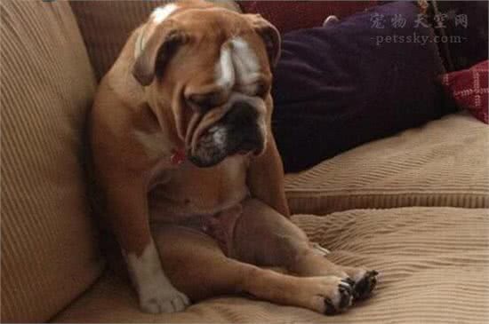 有人说狗的智商很高，是人类的忠诚朋友，那为什么它会咬人?