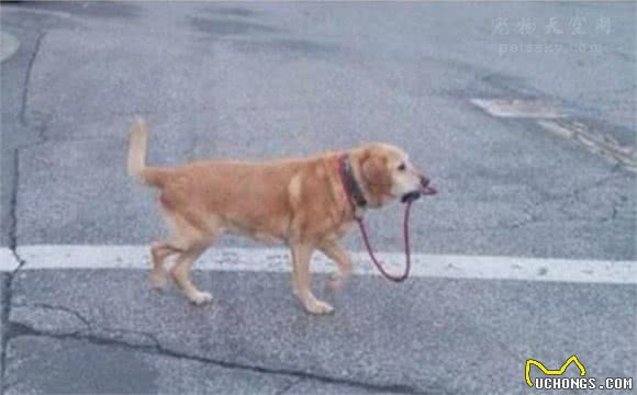 有人说狗的智商很高，是人类的忠诚朋友，那为什么它会咬人?