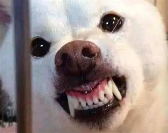 有人说狗的智商很高，是人类的忠诚朋友，那为什么它会咬人?