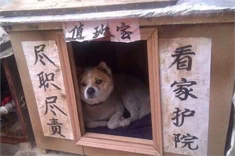 有人说狗的智商很高，是人类的忠诚朋友，那为什么它会咬人?