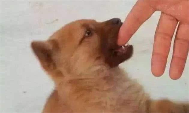 有人说狗的智商很高，是人类的忠诚朋友，那为什么它会咬人?