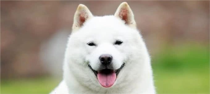 10种让狗子感到恐惧的行为，看看你家狗子有没有中招?