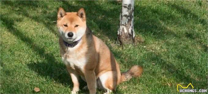 10种让狗子感到恐惧的行为，看看你家狗子有没有中招?