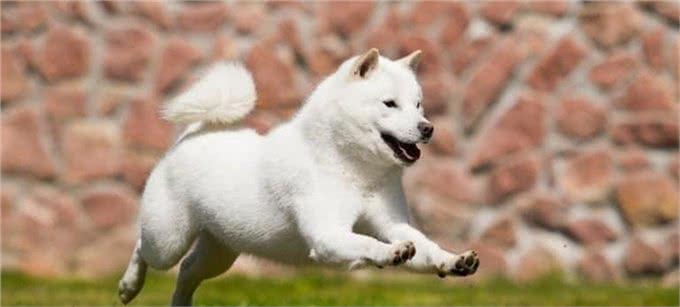 10种让狗子感到恐惧的行为，看看你家狗子有没有中招?