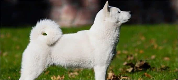 10种让狗子感到恐惧的行为，看看你家狗子有没有中招?