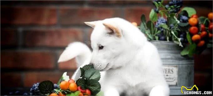 10种让狗子感到恐惧的行为，看看你家狗子有没有中招?