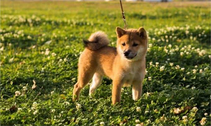 10种让狗子感到恐惧的行为，看看你家狗子有没有中招?