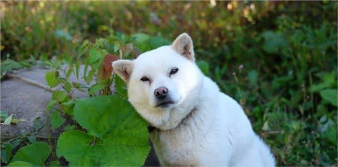 10种让狗子感到恐惧的行为，看看你家狗子有没有中招?