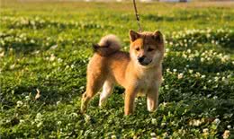 10种让狗子感到恐惧的行为，看看你家狗子有没有中招?