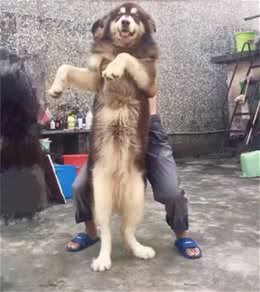 最大的阿拉斯加狗王，足足有150斤，不愧是雪橇三傻的大傻