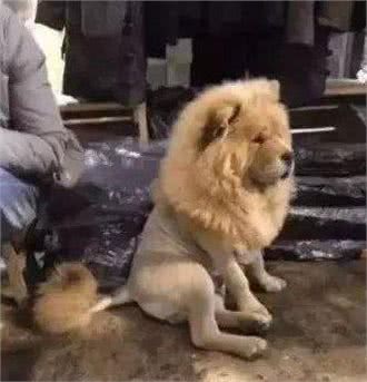 松狮送给爷爷养，一个月后，松狮竟被养成了狗