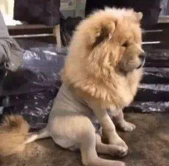 松狮送给爷爷养，一个月后，松狮竟被养成了狗