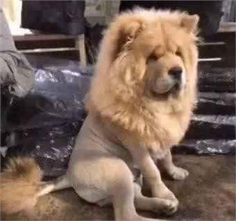 松狮送给爷爷养，一个月后，松狮竟被养成了狗