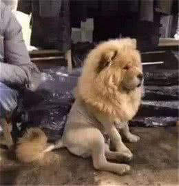 松狮送给爷爷养，一个月后，松狮竟被养成了狗
