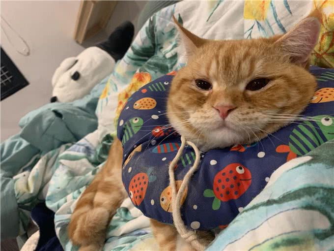 橘猫吃下纸巾干呕白泡，呼吸困难，花半年伙食费才救回来