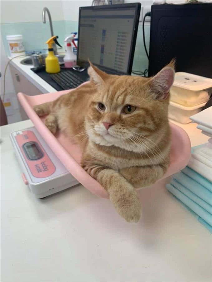 橘猫吃下纸巾干呕白泡，呼吸困难，花半年伙食费才救回来