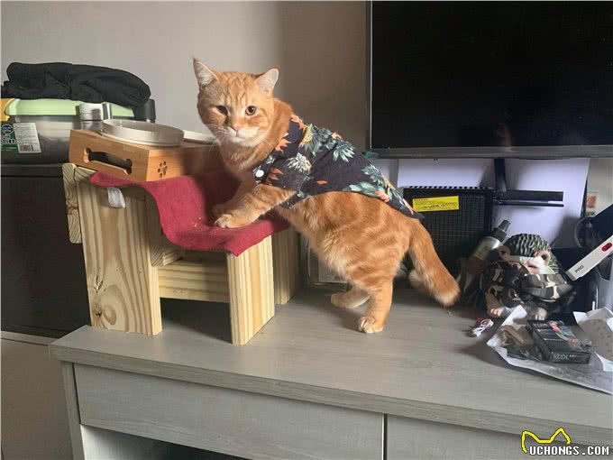 橘猫吃下纸巾干呕白泡，呼吸困难，花半年伙食费才救回来