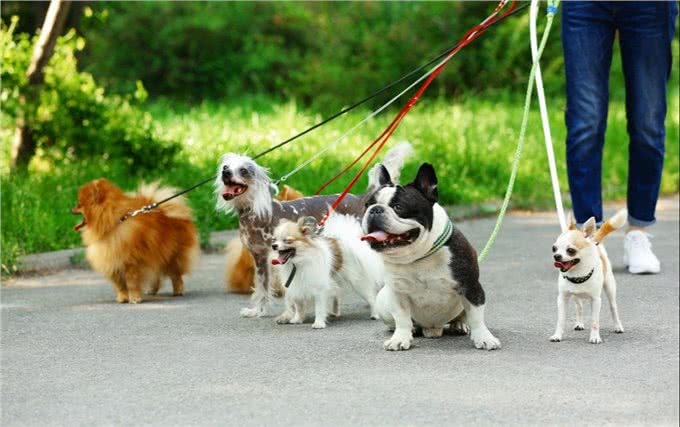 养狗人最容易犯的错误，养狗5大误区你绕开了吗?