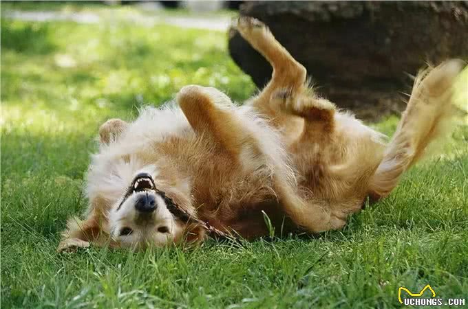 养狗人最容易犯的错误，养狗5大误区你绕开了吗?