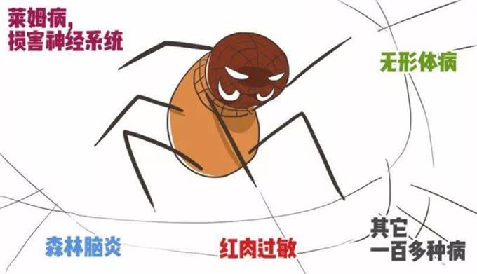 养狗人最容易犯的错误，养狗5大误区你绕开了吗?