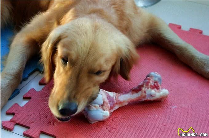 养狗人最容易犯的错误，养狗5大误区你绕开了吗?