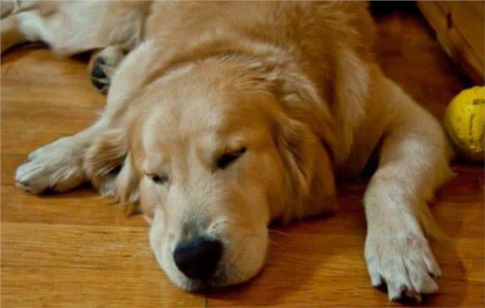 养狗人最容易犯的错误，养狗5大误区你绕开了吗?