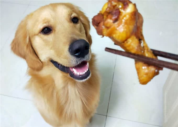 养狗人最容易犯的错误，养狗5大误区你绕开了吗?