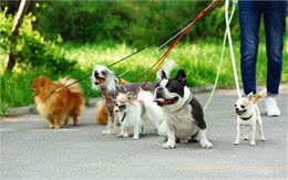 养狗人最容易犯的错误，养狗5大误区你绕开了吗?