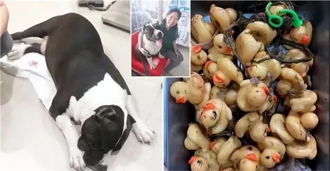 狗狗这个常见病，其实就是吃出来的