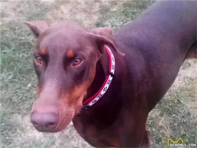 狗狗这个常见病，其实就是吃出来的